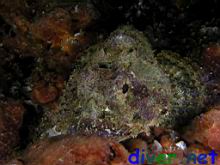 Scorpaena mystes (Stone scorpionfish)