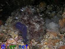Pleurobranchus areolatus crawling over a Rhopalaea sp. (Blue Tunicate)