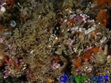 Mixed Bryozoans, Sponges, Tunicates, and Tube-Worms