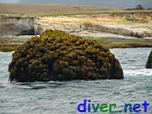 Postelsia palmaeformis (Sea Palm Kelp)