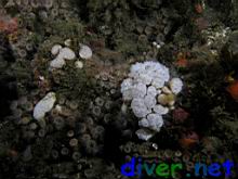 Distaplia occidentalis (Mushroom Compound Tunicate) surrounded by Epizoanthus scotinus (Zooanthid Anemones)