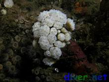 Distaplia occidentalis (Mushroom Compound Tunicate)