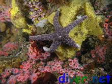 Pisaster ochraceus (Ochre Star) on a Yellow Sponge