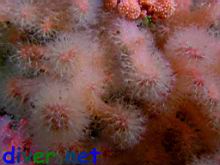 Gersemia rubiformis (Sea Strawberry Soft Coral)