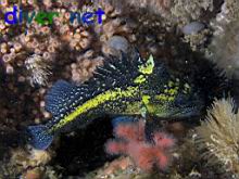 Sebastes nebulosus (China rockfish)