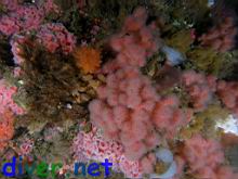 Gersemia rubiformis (Sea Strawberry Soft Coral), Aglaophenia struthionides (Ostrich-Plumed Hydroid), Corynactis californica (Club-Tipped Anemones), Cucumaria miniata (Orange Sea Cucumber), Crassedoma giganteum (Rock Scallop), & various other Hydriods, Tunicates, & Sponges