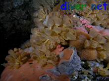 Distaplia smithi (Paddle Ascidian), a Eudistoma molle (Compund Tunicate), Ophlitaspongia pennata (Velvety Red Encrusting Sponge), a Grey Encrusting Sponge, & Corynactis californica (Club-Tipped Anemones)