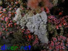A Grey Encrusting Sponge surronded by Corynactis californica (Club-Tipped Anemones), Gersemia rubiformis (Sea Strawberry Soft Coral), and various Hydroids
