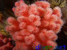 Gersemia rubiformis (Sea Strawberry Soft Coral)