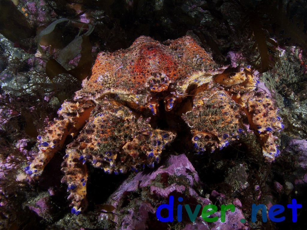 Lopholithodes mandtii (Puget Sound King Crab)