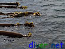Nereocystis luetkeana (Bull Kelp)