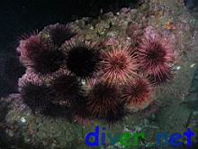 Strogylocentrotus franciscanus (Red Sea Urchin)