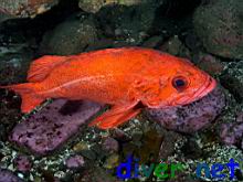 Sebastes miniatus (Vermilion Rockfish)