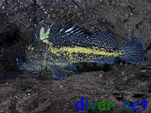 Sebastes nebulosus (China rockfish)