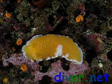 Tochuina tetraquetra and Balanophyllia elegans (Orange Cup Coral)