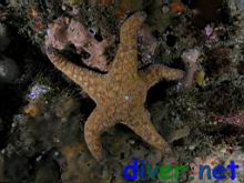 Pisaster ochraceus (Ochre Sea Star)