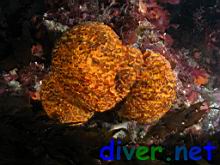 Three Tethya aurantia (Orange Puffball Sponge) that seem to have merged into one.
