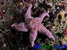 Pisaster brevispinus (Giant Pink Star, Sea Star, Short-Spined Sea Star)