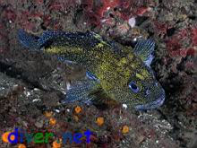 Sebastes nebulosus (China rockfish) with the less common spotted pattern