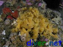A yellow-tan sponge, an orange encrusting sponge, tan encrusting sponge, encrusting Coralline Algae, many Epizoanthus scotinus (Zooanthid Anemones), & assorted hydroids