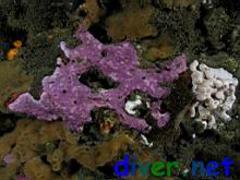 Stylantheca porphyra (Encrusting Hydrocoral) , Didemnum carnulentum (Colonial Tunicate), & Trididemnum alexi (Speckled Compound Tunicate)