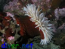 Urticina piscivora (Fish-Eating Anemone)