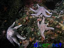 Pisaster brevispinus (Giant Pink Star, Sea Star, Short-Spined Sea Star)