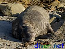 A male Mirounga angustirostris (Northern Elephant Seal) at Iversen Cove, Mendocino County, California on January 2, 2009