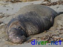 A male Mirounga angustirostris (Northern Elephant Seal) at Iversen Cove, Mendocino County, California on January 2, 2009