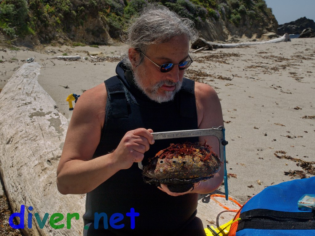 Chris Grossman checks his abalone with a 9 inch gauge.