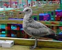 A seagull on a drink table at No Worrys