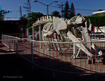 A whale skeleton in the Cabo San Lucas town square