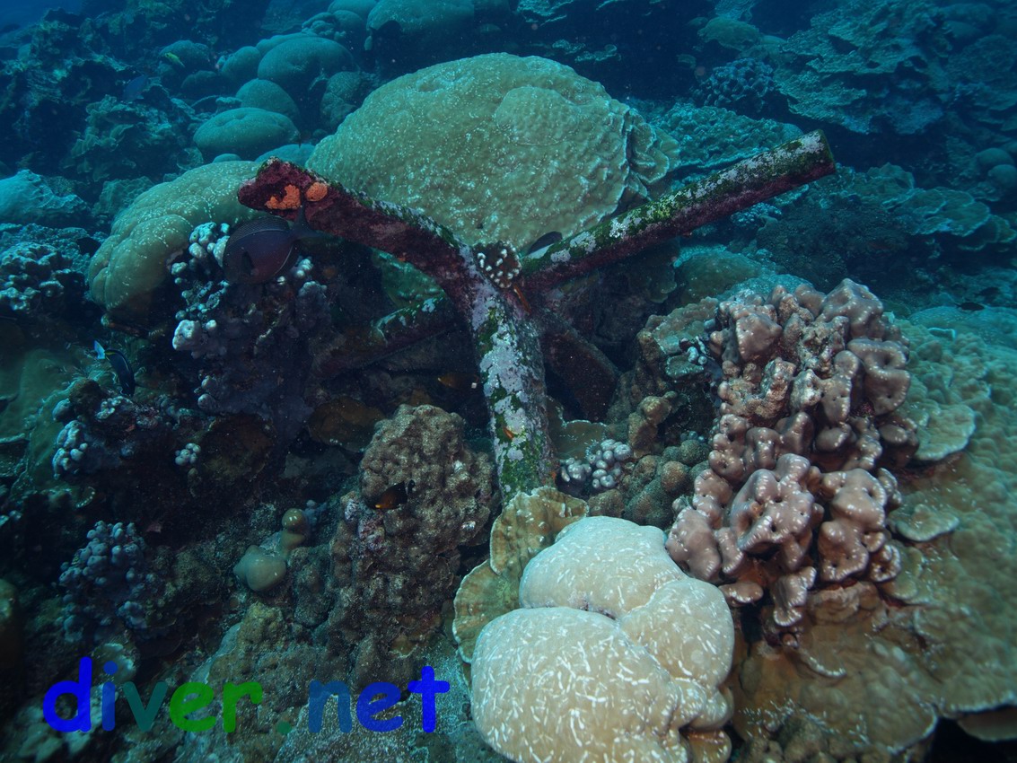 An old anchor embedded in coral at Clipperton Island