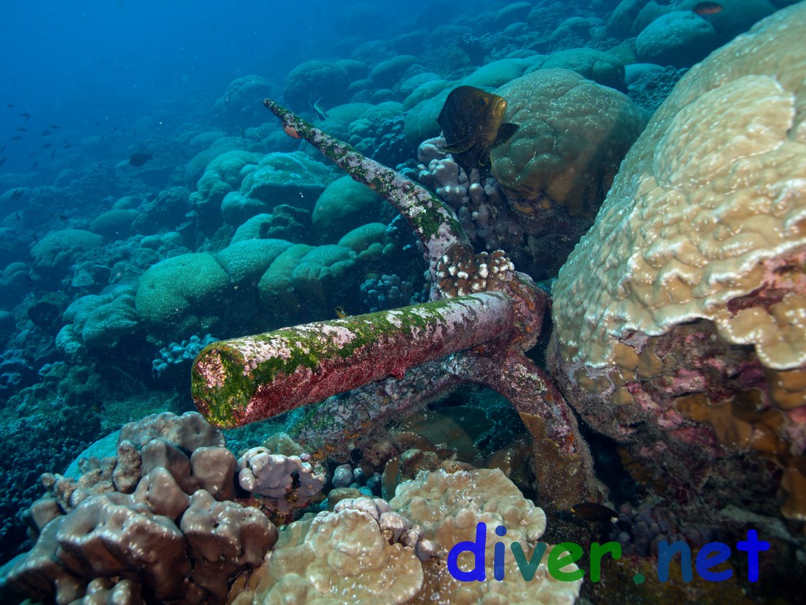 An old anchor embedded in coral at Clipperton Island