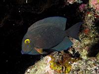 Yellow-eyed Tang, Kole Tang, or Gold-ring Surgeonfish, kole, ctenochaetus strigosus