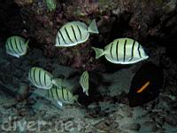 Convict Tang or Convict Surgenfish, , manini, Acanthurus triostegus 