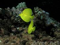 Yellow Tang, lau-I-pala, zebrasoma flavescens