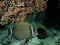 Whitebar Surgeonfish, mAikoiko, Acanthurus leucopareius