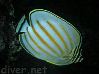 Ornate Butterflyfish, kikakapu, Chaetodon ornatissimus