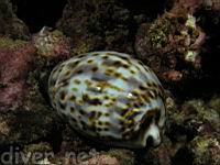 Tiger Cowry, Cypraea tigris linnaeus