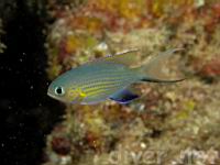 Blackfin Chromis, Chromis vanderbilti