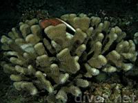 Blackside Hawkfish, hilu pili-ko'a, Paracirrhites forsteri