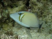 Lei Triggerfish, humuhumu-lei, Sufflamen bursa