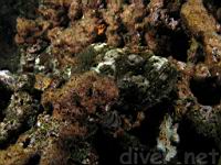 Devil Scorpionfish or False Stonefish, nohu'omakaha, scorpaenopsis diabolus 