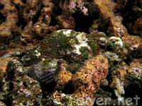 Devil Scorpionfish or False Stonefish, nohu'omakaha, scorpaenopsis diabolus 
