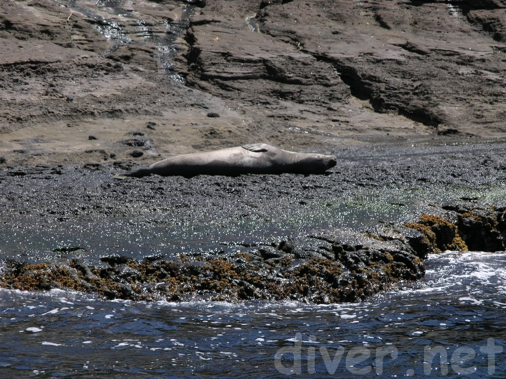 Monk Seal (Monachus schauinslandi)