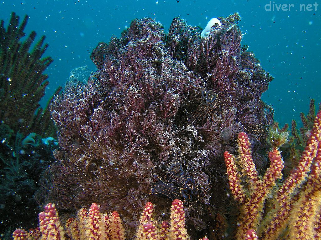 Polycera atra nudibranchs, with white egg masses on the top of Buglua, a bryozoan, growimg on a California golden gorgonian