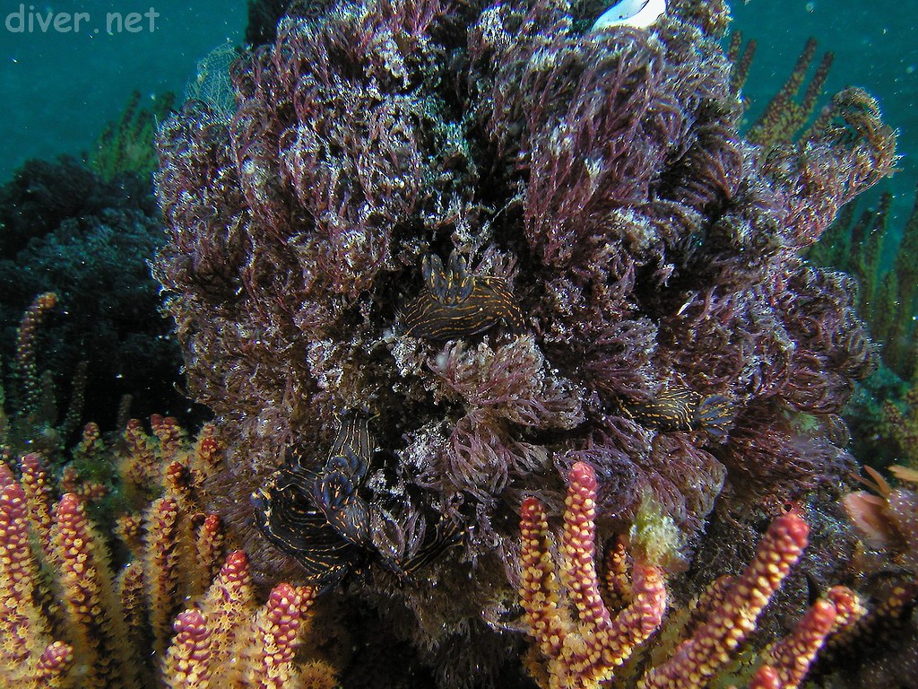 Polycera atra nudibranchs, with white egg masses on the top of Buglua, a bryozoan, growimg on a California golden gorgonian