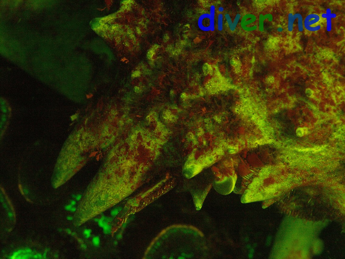 A Loxorhynchus grandis (Sheep Crab) fluorescing 