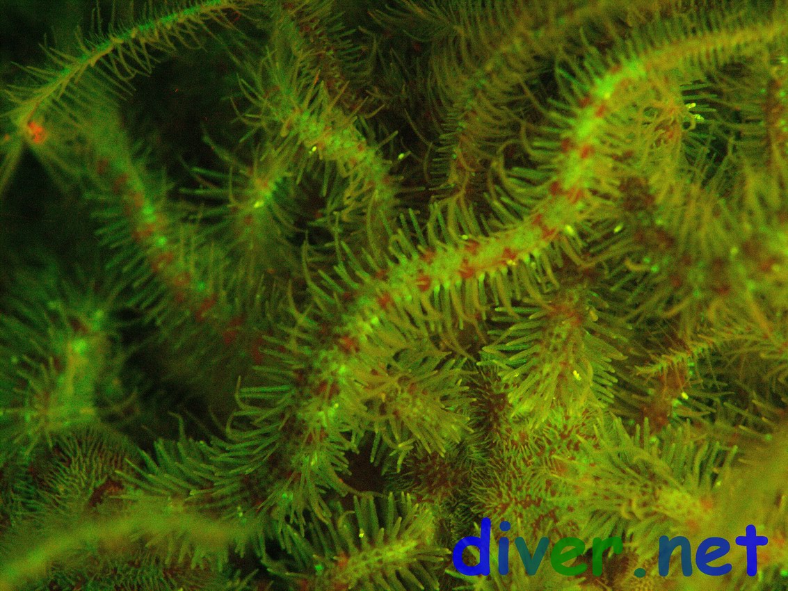Weak fluorescence from Ophiothrix spiculata (Spiny Brittle Stars)